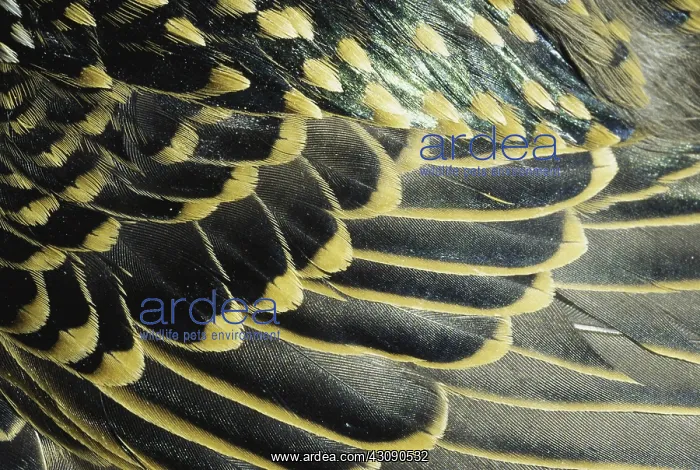 : Starling Feathers : Starling Feathers