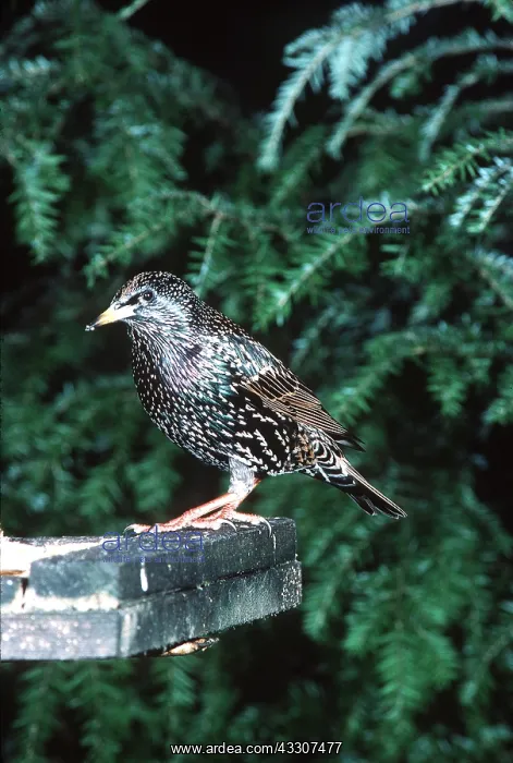 : STARLING - feeding at bird table : STARLING - feeding at bird table