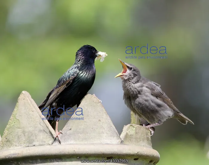 : Starling - feeding youngster on chimney : Starling - feeding youngster on chimney
