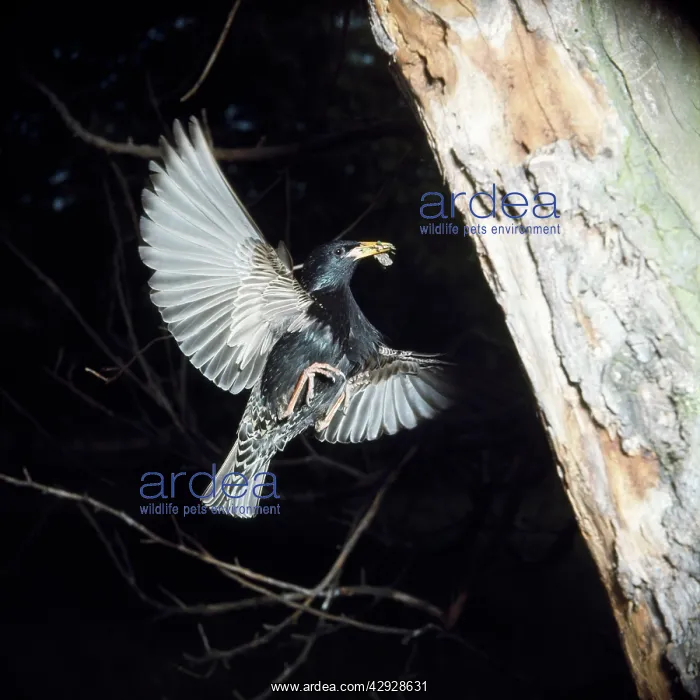 : Starling - in flight approaching nest with food in beak : Starling - in flight approaching nest with food in beak
