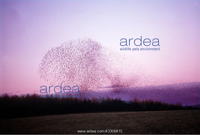 : STARLING FLOCK - in flight : STARLING FLOCK - in flight