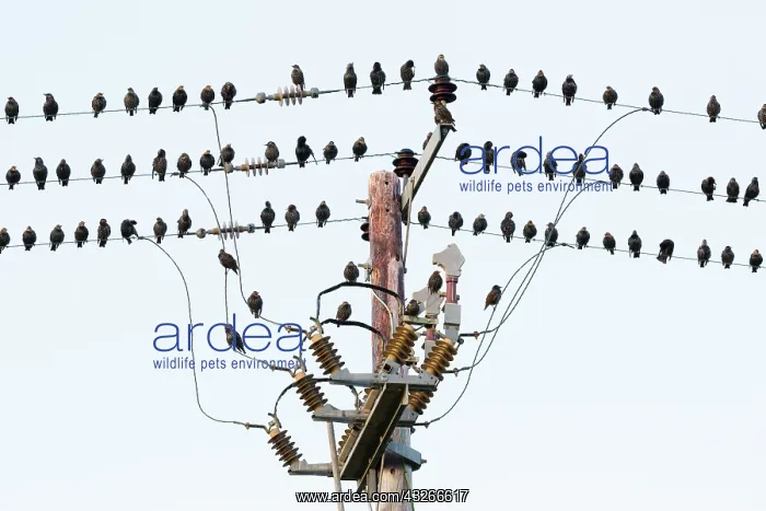 : Starling, flock perched upon electric cables, Holy : Starling, flock perched upon electric cables, Holy