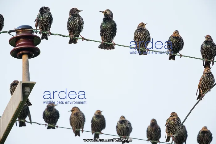 : Starling, flock perched upon electric cables, Holy : Starling, flock perched upon electric cables, Holy