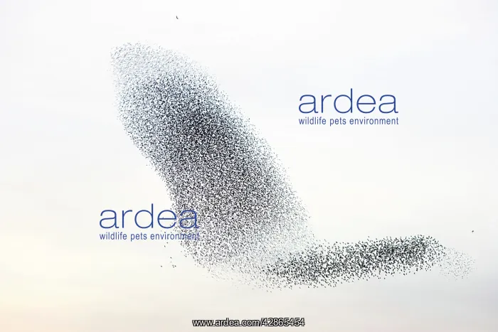 : Starling flock and peregrine falcon : Starling flock and peregrine falcon