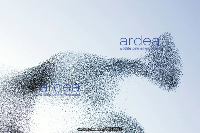 : Starling flock and peregrine falcon : Starling flock and peregrine falcon