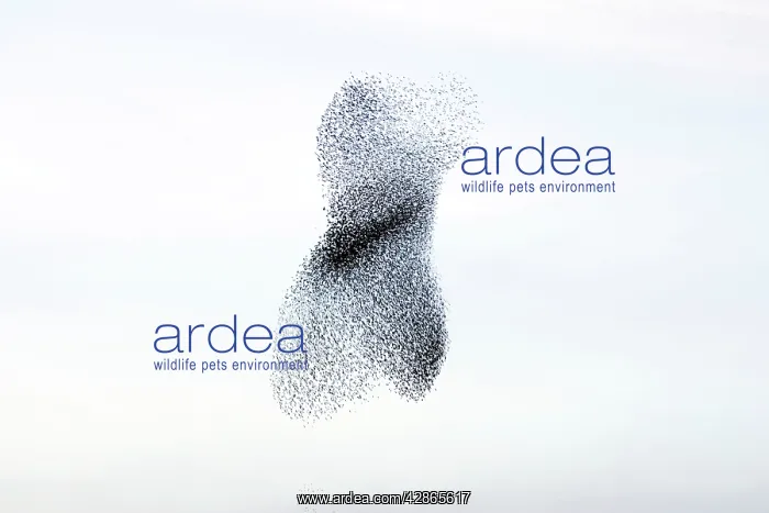 : Starling flock and peregrine falcon : Starling flock and peregrine falcon