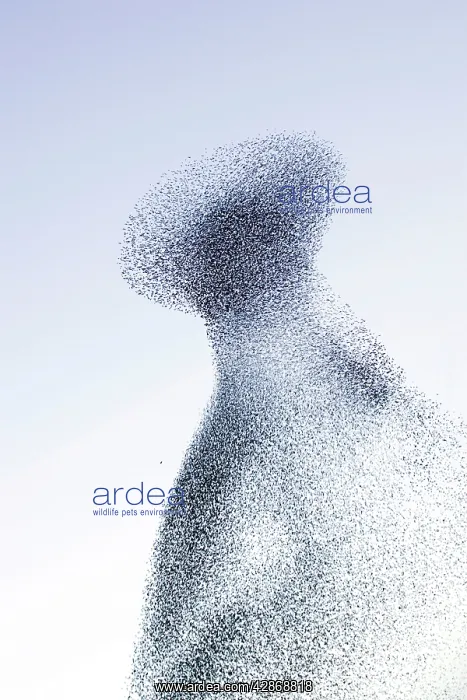 : Starling flock and peregrine falcon - Immense flock : Starling flock and peregrine falcon - Immense flock