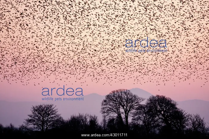 : Starling flock at sunset : Starling flock at sunset