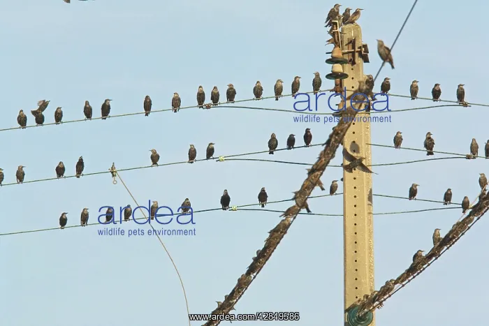 : Starling - Flock on telephone wires, autumn : Starling - Flock on telephone wires, autumn