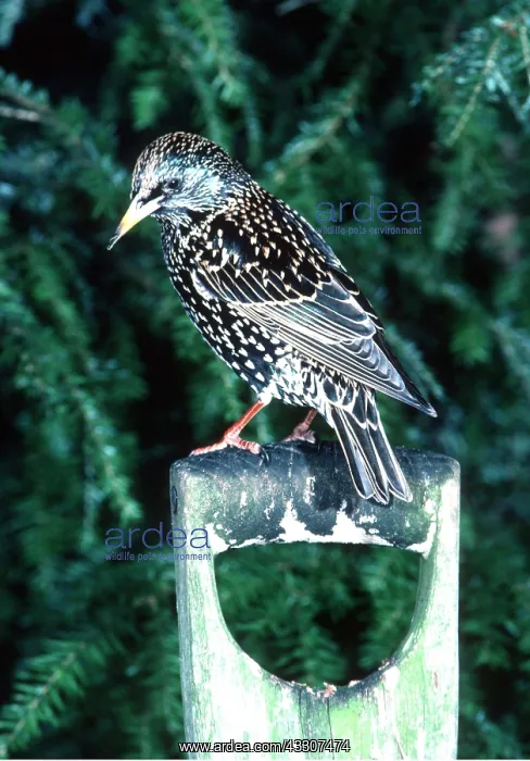 : STARLING - on garden spade : STARLING - on garden spade