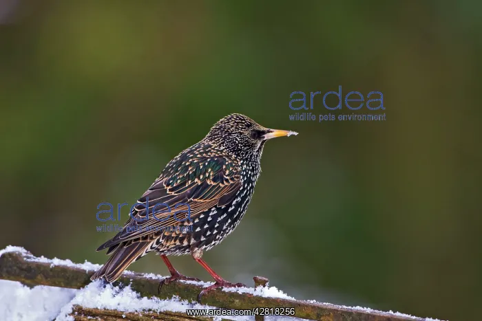 : Starling - on gate in snow : Starling - on gate in snow