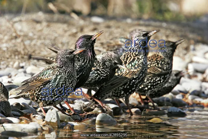 : Starling - group by water : Starling - group by water
