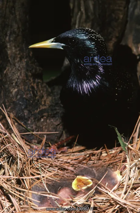 : Starling Hatchlings : Starling Hatchlings