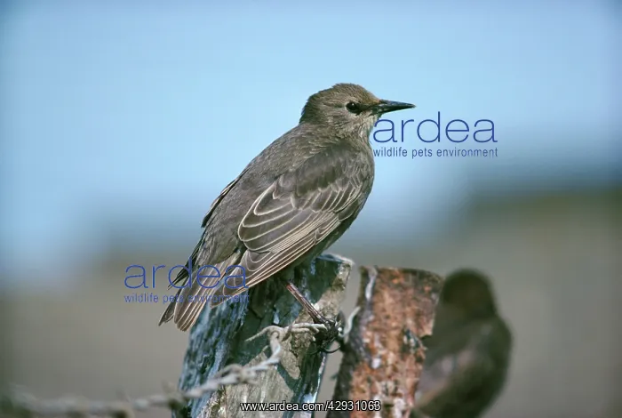 : STARLING - juvenile, side view : STARLING - juvenile, side view