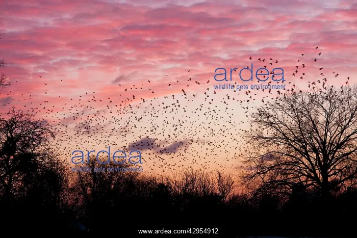 : Starling - A large flock of starlings coming in : Starling - A large flock of starlings coming in