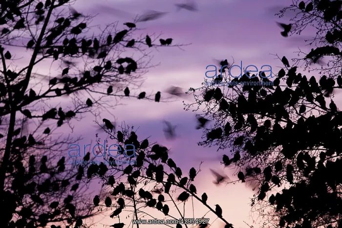 : Starling - A large flock of starlings coming in : Starling - A large flock of starlings coming in