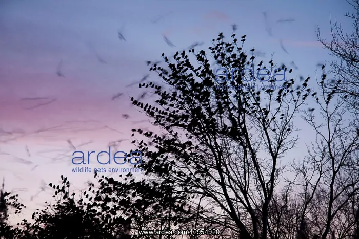 : Starling - A large flock of starlings coming in to roost : Starling - A large flock of starlings coming in to roost