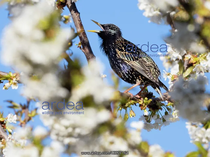 : Starling - male singing in flowering Cherry tree : Starling - male singing in flowering Cherry tree