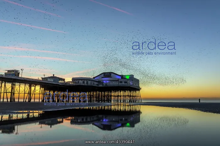 : Starling Murmuration - North Pier - Blackpool - UK : Starling Murmuration - North Pier - Blackpool - UK