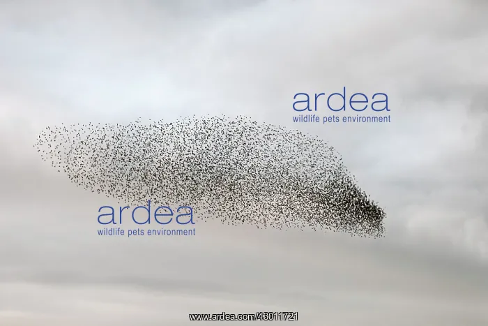 : Starling murmuration in North Yorkshire : Starling murmuration in North Yorkshire