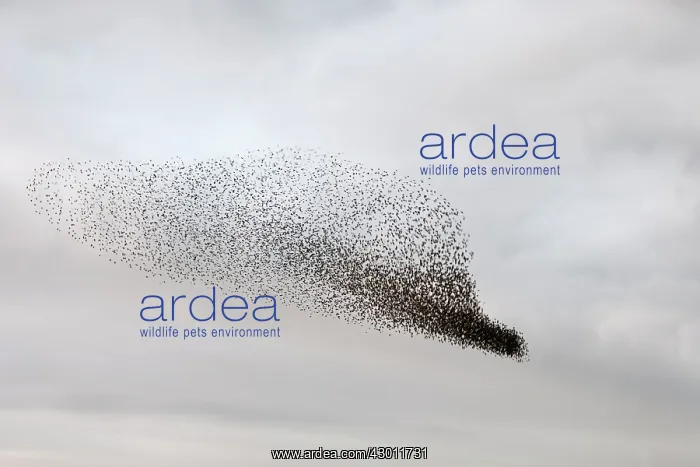 : Starling murmuration in North Yorkshire : Starling murmuration in North Yorkshire