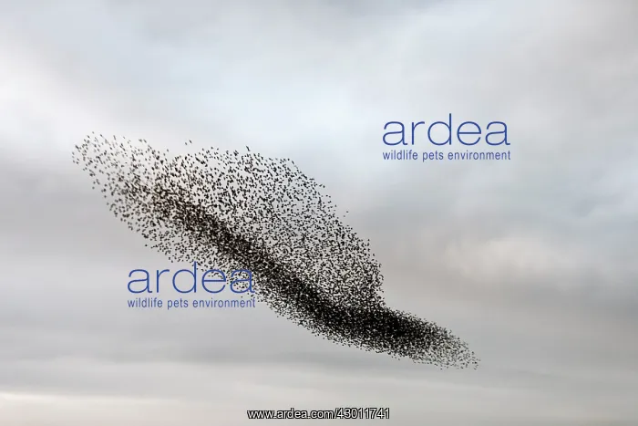: Starling murmuration in North Yorkshire : Starling murmuration in North Yorkshire