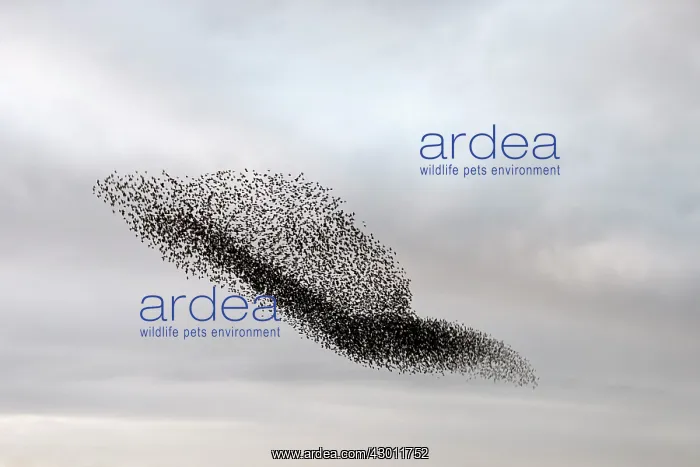 : Starling murmuration in North Yorkshire : Starling murmuration in North Yorkshire