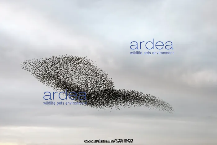  : Starling murmuration in North Yorkshire