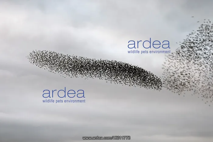 : Starling murmuration in North Yorkshire : Starling murmuration in North Yorkshire