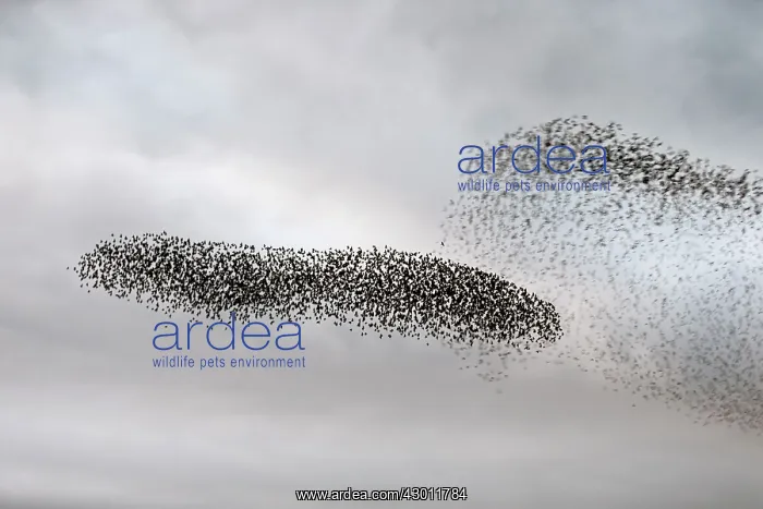 : Starling murmuration in North Yorkshire : Starling murmuration in North Yorkshire