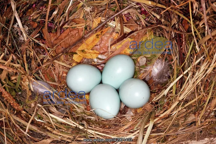 : Starling - nest with four eggs : Starling - nest with four eggs