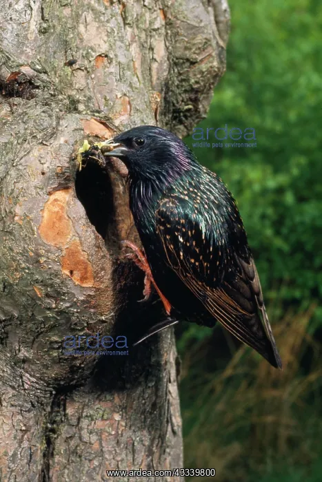: STARLING - AT NEST ENTRANCE : STARLING - AT NEST ENTRANCE