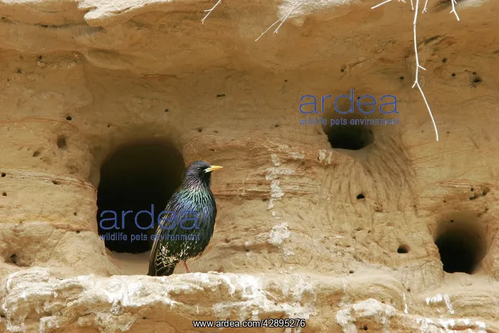 : Starling - by nest holes : Starling - by nest holes