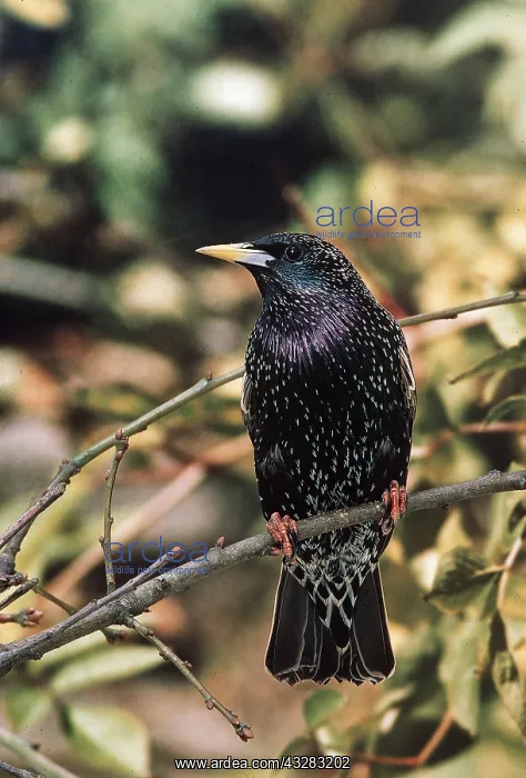 : STARLING - perched on branch : STARLING - perched on branch