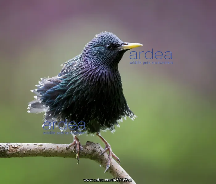  : Starling perched on branch June