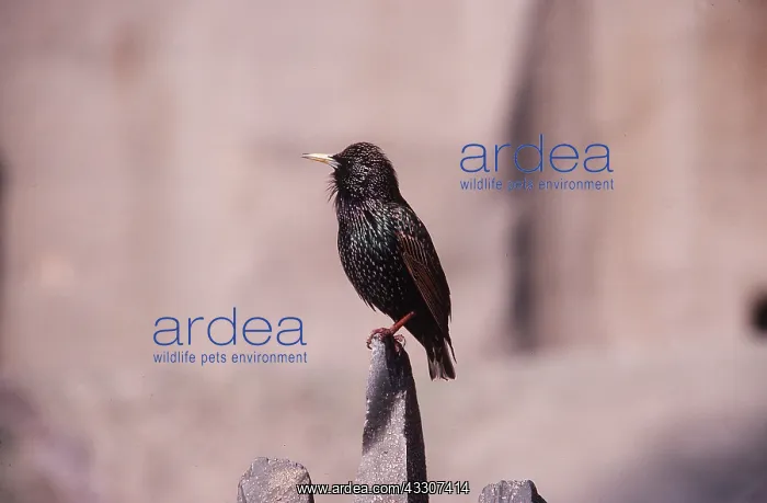 : STARLING - perched on rock : STARLING - perched on rock