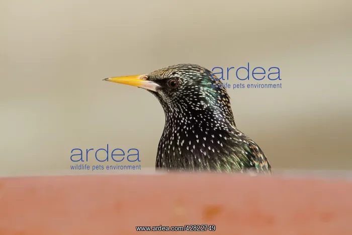 : Starling - portrait : Starling - portrait