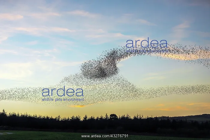 : Starling Roost - Cornwall - UK : Starling Roost - Cornwall - UK
