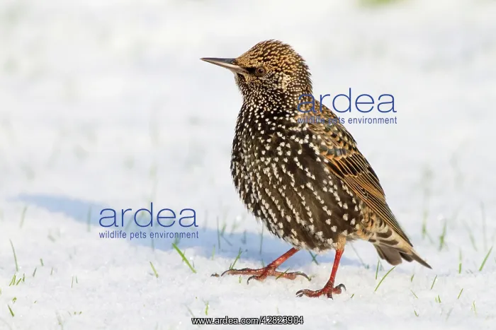 : Starling - in snow : Starling - in snow