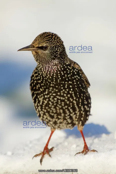 : Starling - in snow : Starling - in snow