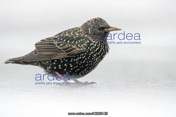 : Starling - in Snow - Cornwall - UK : Starling - in Snow - Cornwall - UK