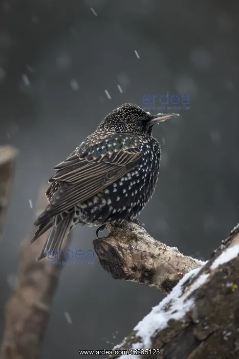 : Starling - in Snow - Cornwall - UK : Starling - in Snow - Cornwall - UK