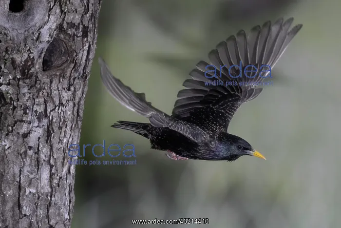 : Starling (Sturnus vulgaris) flying out of breeding : Starling (Sturnus vulgaris) flying out of breeding