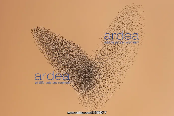 : Starling (Sturnus vulgaris) group by sunset, Th : Starling (Sturnus vulgaris) group by sunset, Th