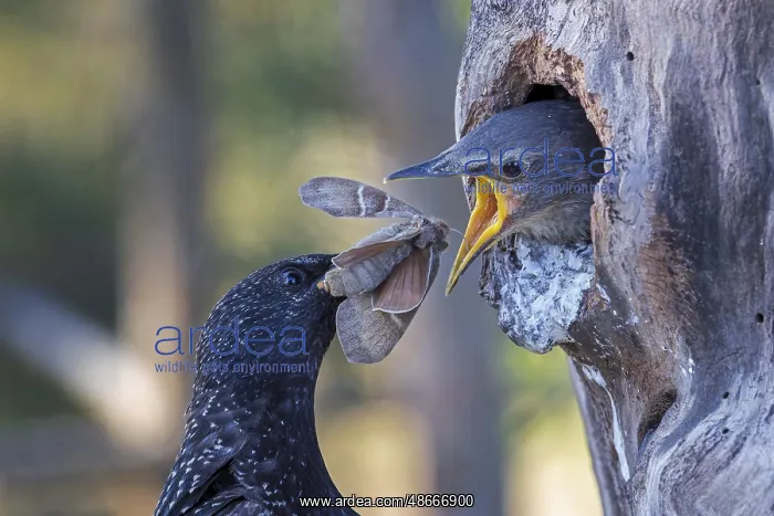 : Starling (Sturnus vulgaris), also known as Common starling : Starling (Sturnus vulgaris), also known as Common starling