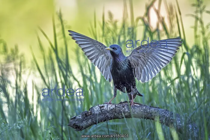 : Starling (Sturnus vulgaris), also known as Common starling : Starling (Sturnus vulgaris), also known as Common starling