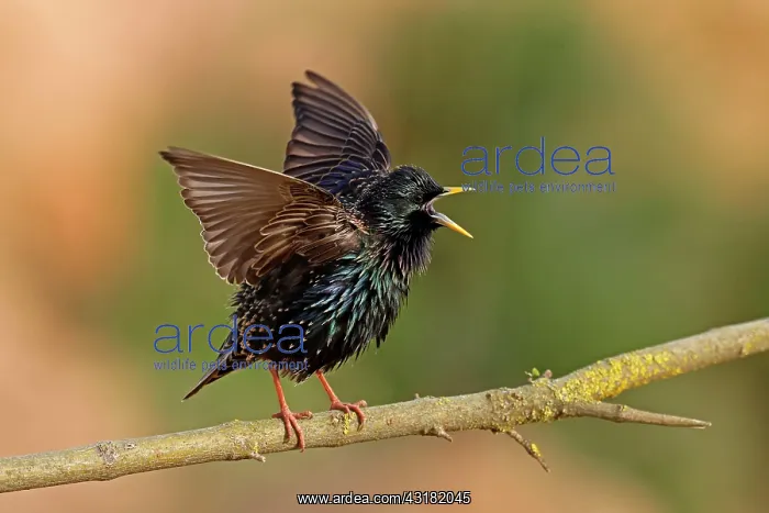 : Starling (Sturnus vulgaris) spreads wings, Germany : Starling (Sturnus vulgaris) spreads wings, Germany