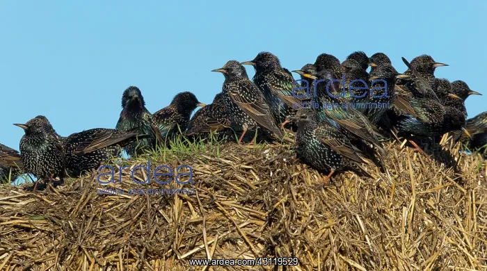 : Starling (Sturnus vulgaris) Starlings perched on : Starling (Sturnus vulgaris) Starlings perched on