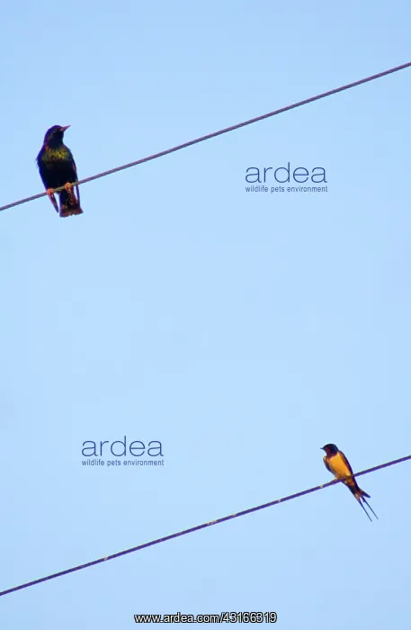 : Starling and Swallow : Starling and Swallow