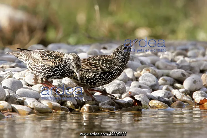 : Starling - two by water : Starling - two by water